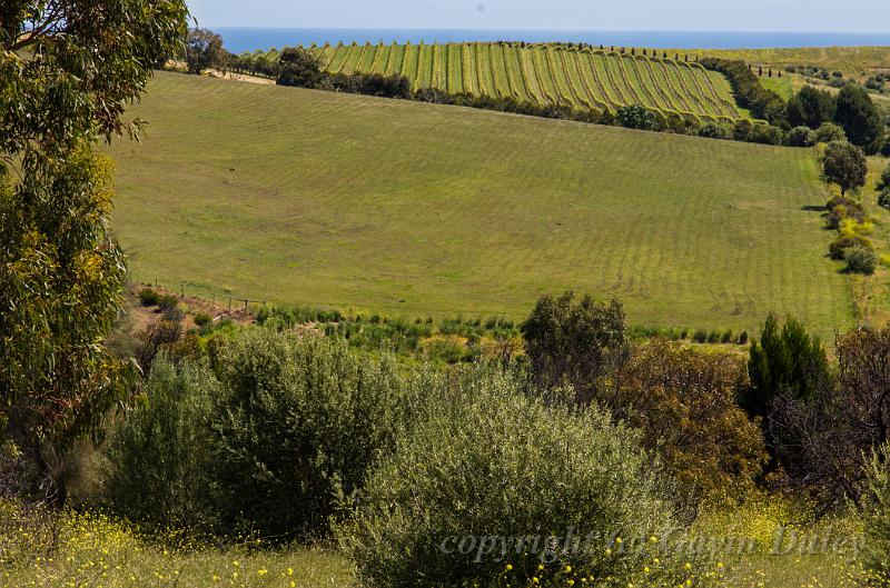 Near Chapel Hill Wines, Mclaren Vale IMGP7462.jpg